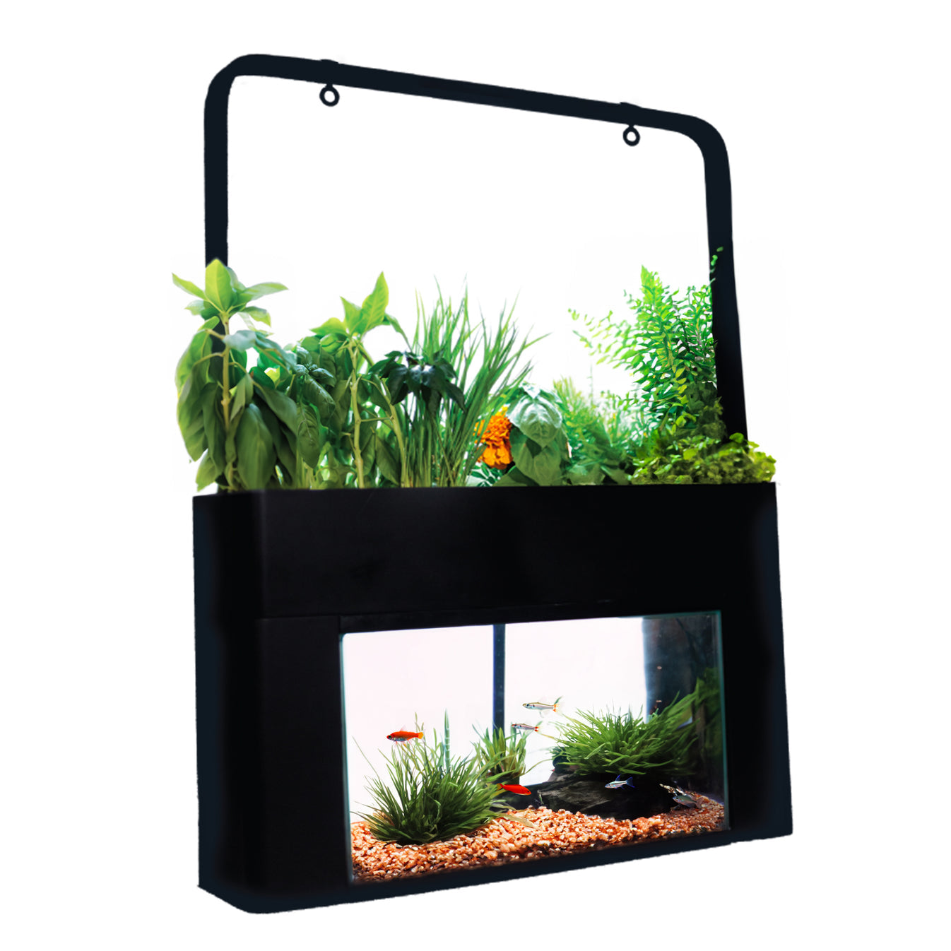 AquaSprouts Garden Review 2026: Is This 10-Gallon Aquaponics Kit Worth It?