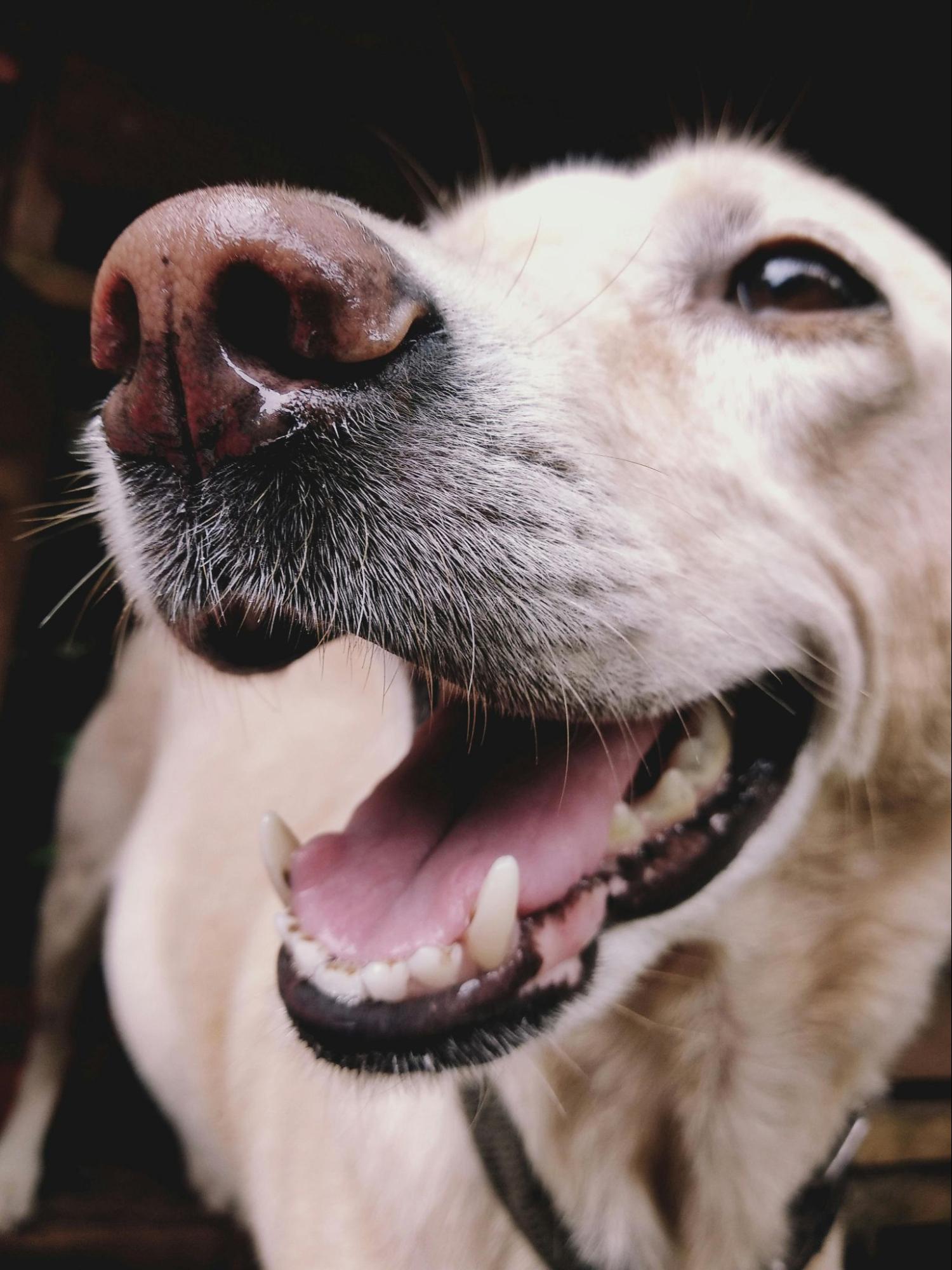 Bailey's Calming CBD Oil for Dogs Review: My Honest Take on Helping My Anxious Rescue Relax