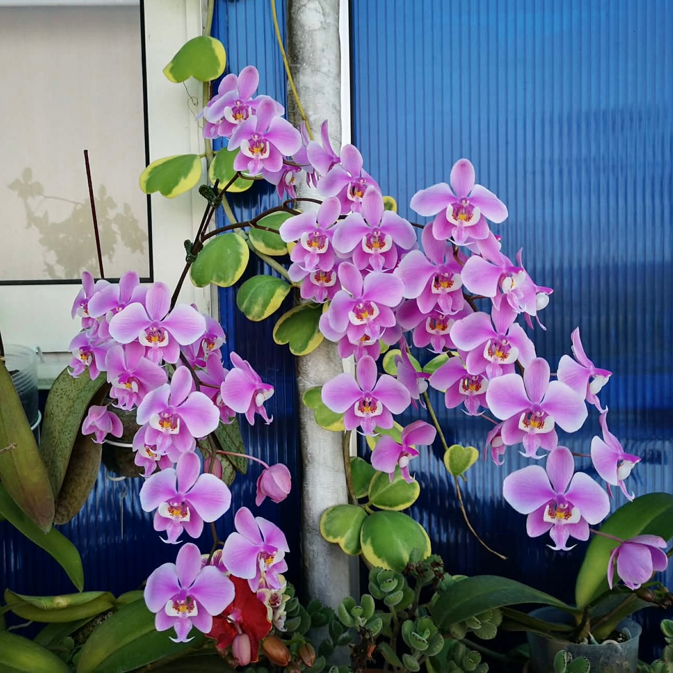 Phalaenopsis Schilleriana Orchid Review: HC Orchids' Pink-Speckled Bloomer