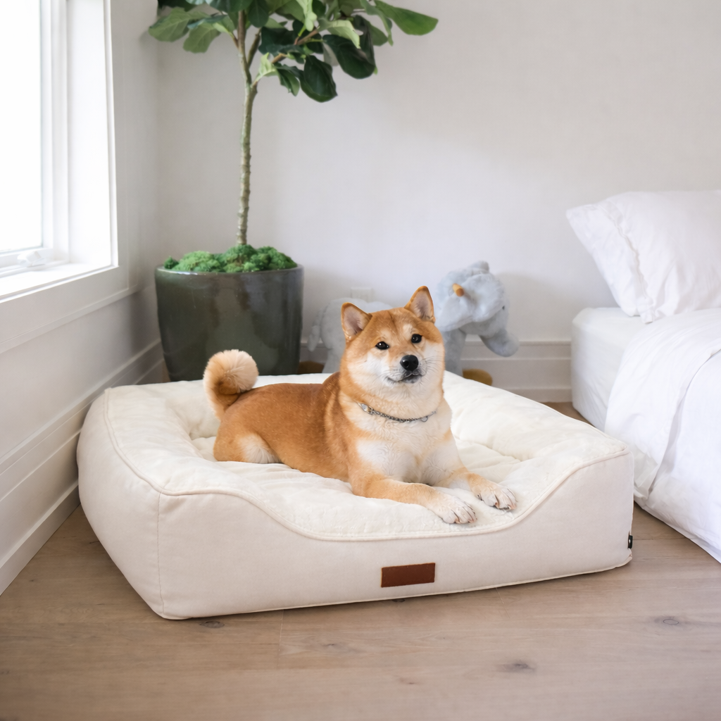 Jack & Co Ultra Comfort Dog Bed Review: An Orthopedic Bed Worth the Hype?