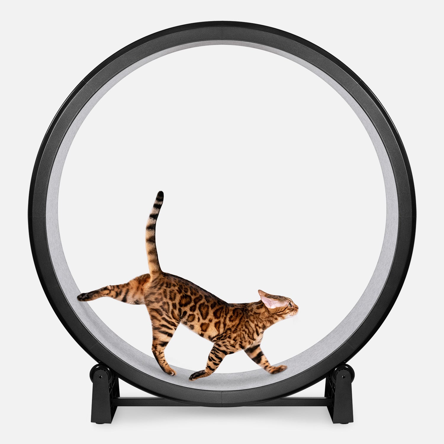 One Fast Cat Exercise Wheel Review: The Cure for My Indoor Cat's 3 AM Zoomies
