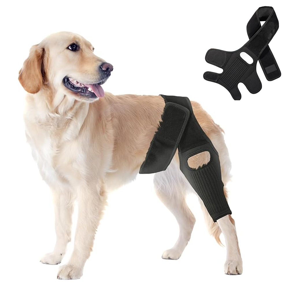 PawsBetter Everyday Dog ACL Knee Brace Review: Everyday Joint Support