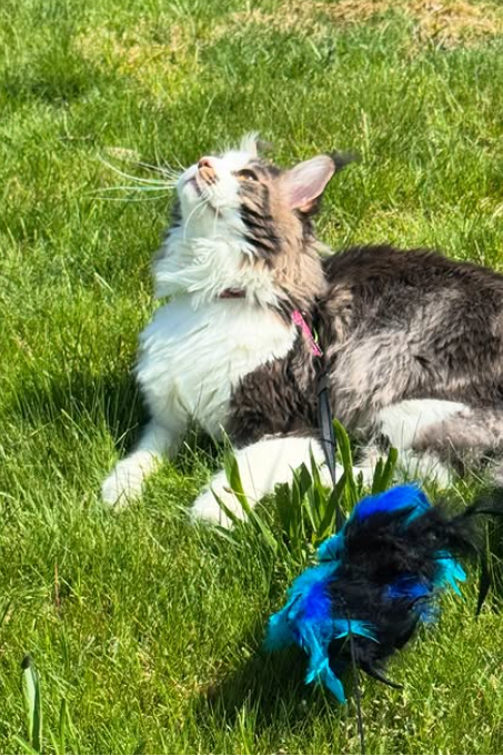 SurferCat Leash and Harness Set Review